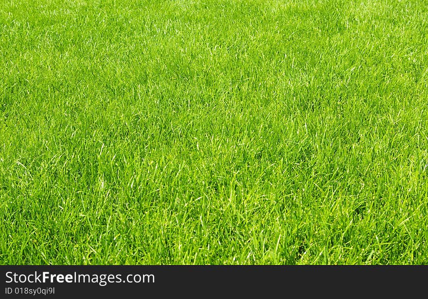 Freshly cut green lawn in the afternoon. Freshly cut green lawn in the afternoon