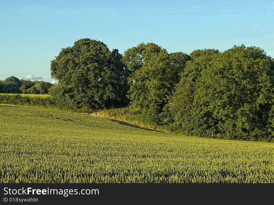 Fields in great britain. summer time