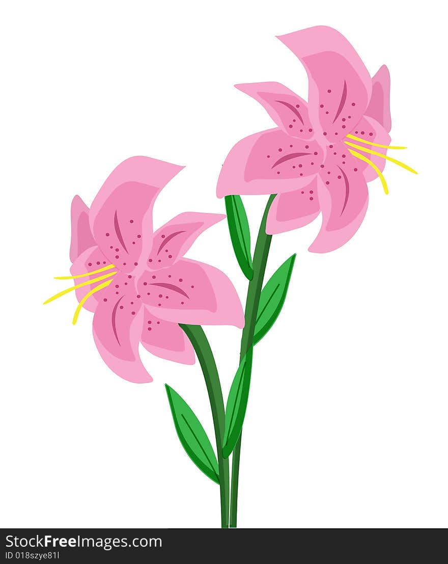 Lily illustration