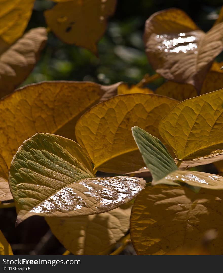 Autumn in colour yellow and brown