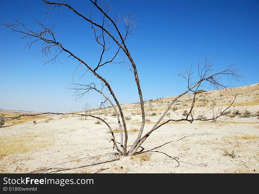 The dead dried up bush in desert. The dead dried up bush in desert