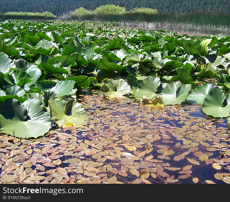 Water Lillies on the Lake