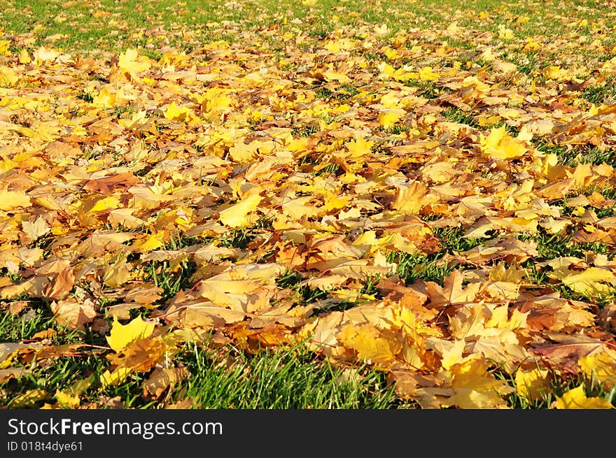 Multi-coloured maple leaves