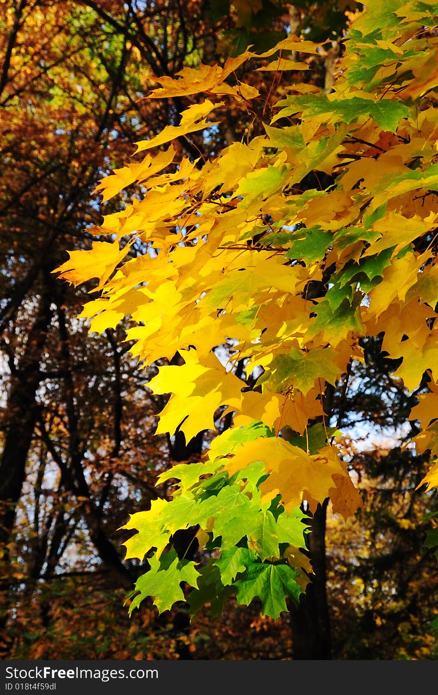 Multi-coloured maple leaves in autumn par