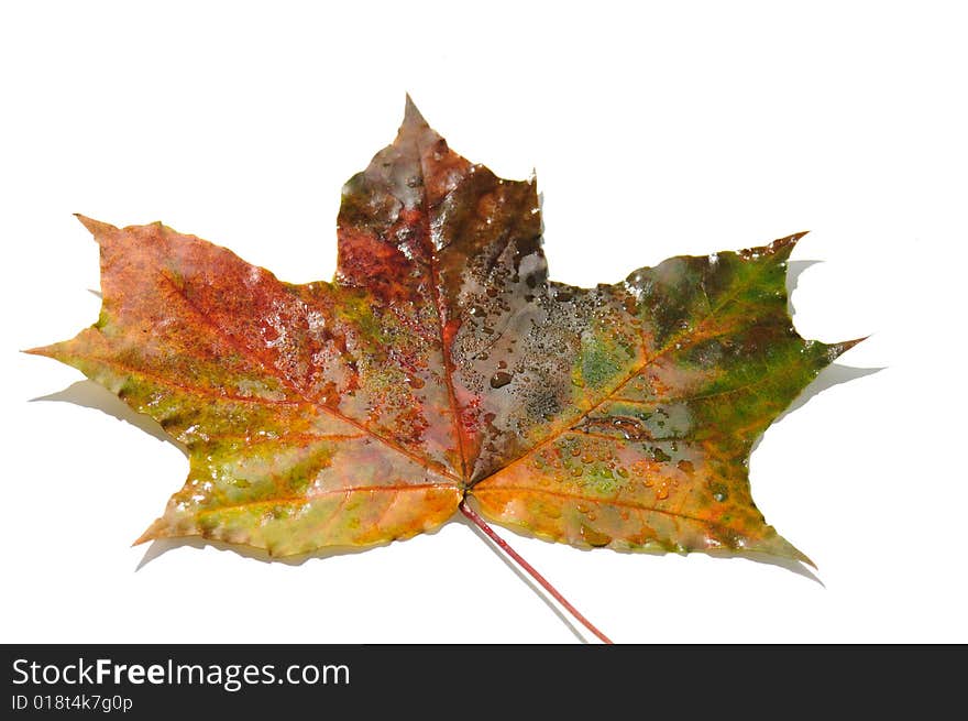 Multi-coloured maple leaves, isolate on white background