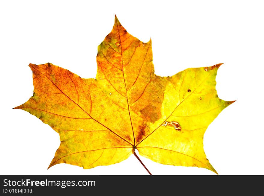 Multi-coloured maple leaves, isolate on white background