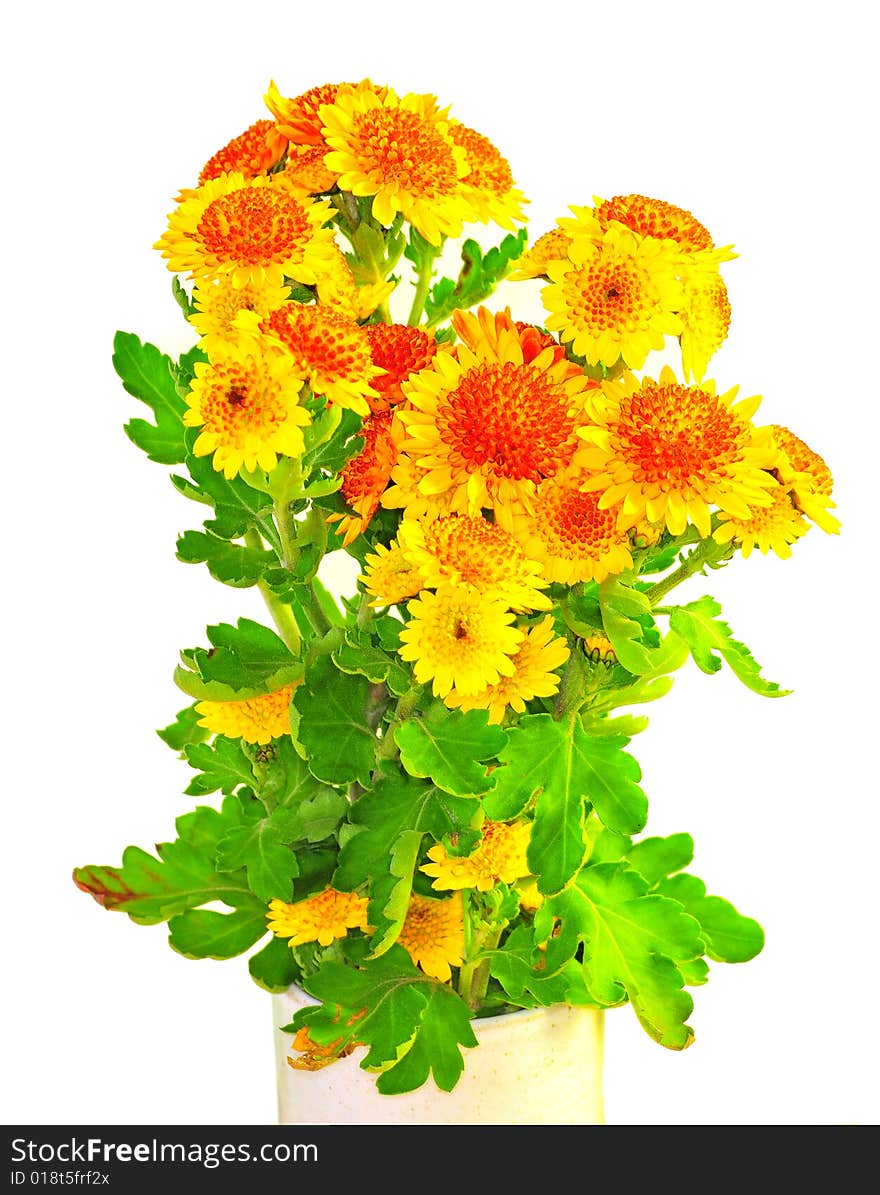 Orange Chrysanthemum isolated over white