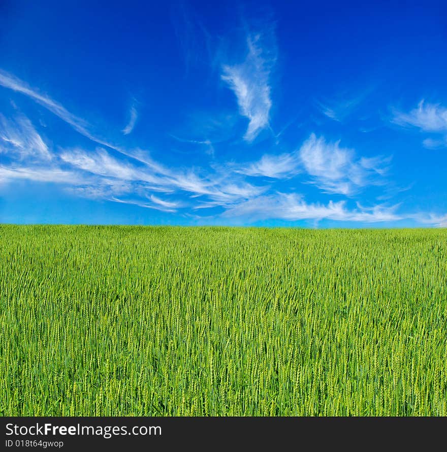 Green meadow under blue sky with clouds. Green meadow under blue sky with clouds