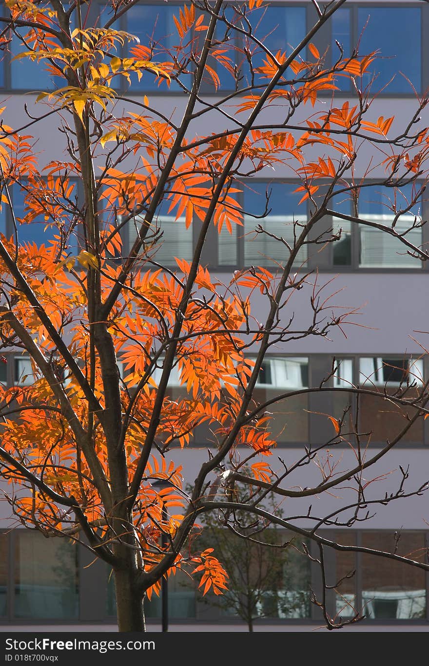 Colorful rowantree in front of an office building.