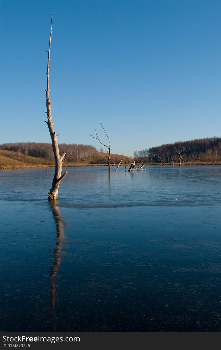 Frozen lake with dead trees in it. Frozen lake with dead trees in it