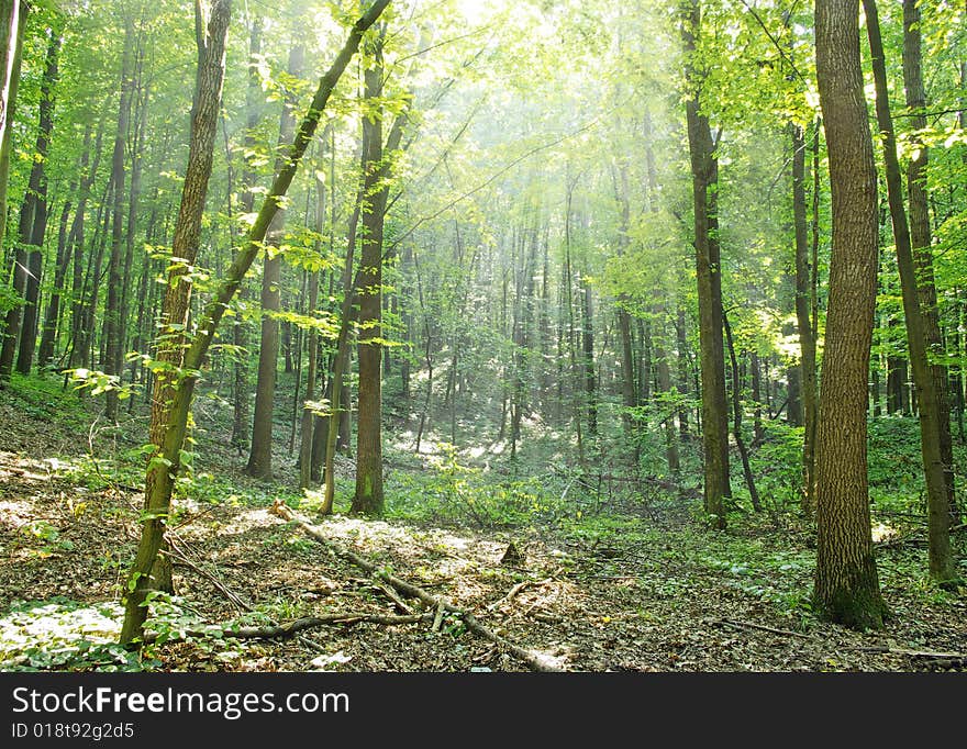 Fairytale forest sunlight and shadows