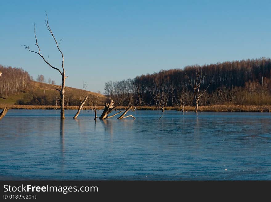 Frozen lake of dead trees