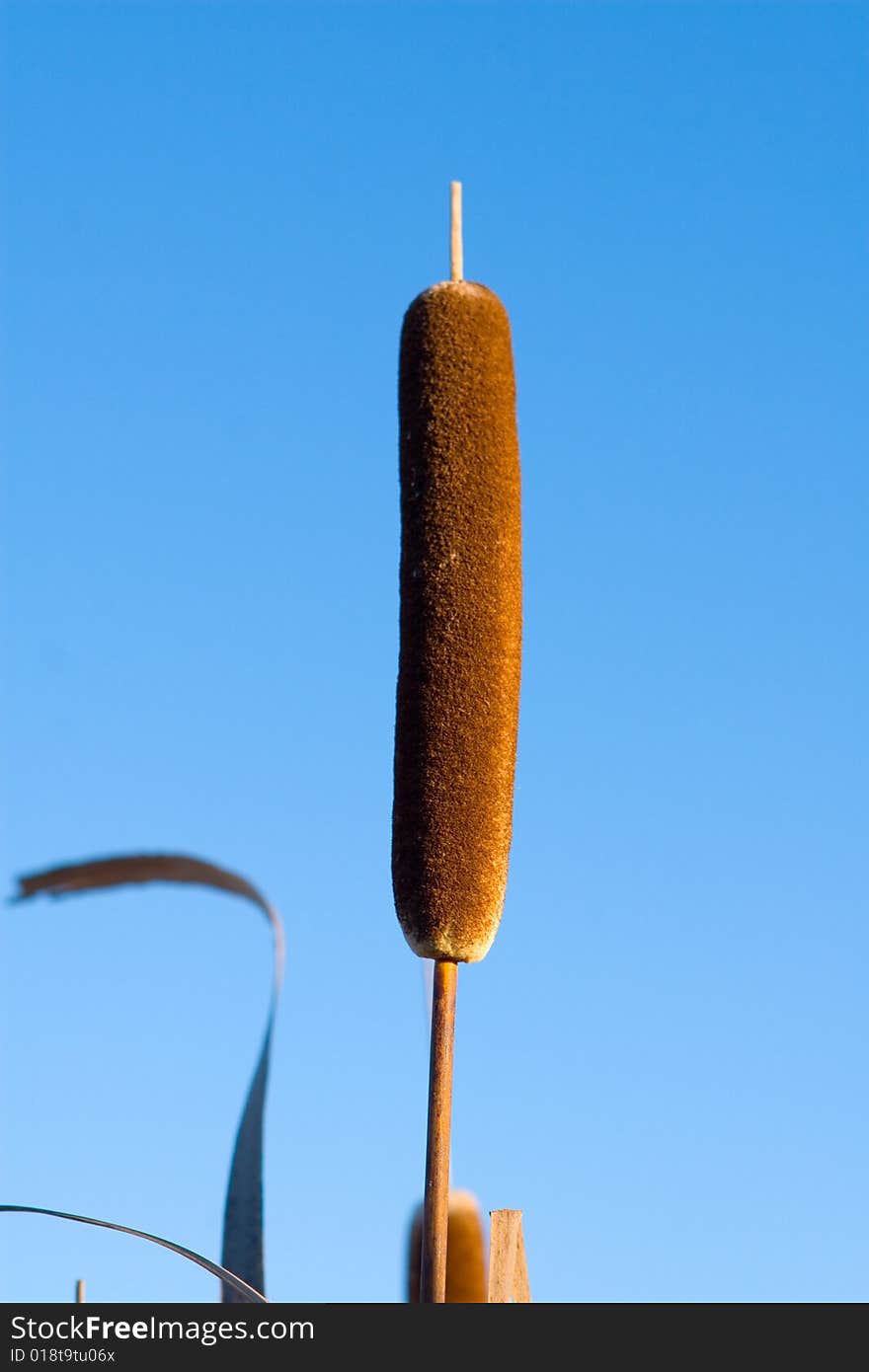 Single cane behind blue sky. Single cane behind blue sky