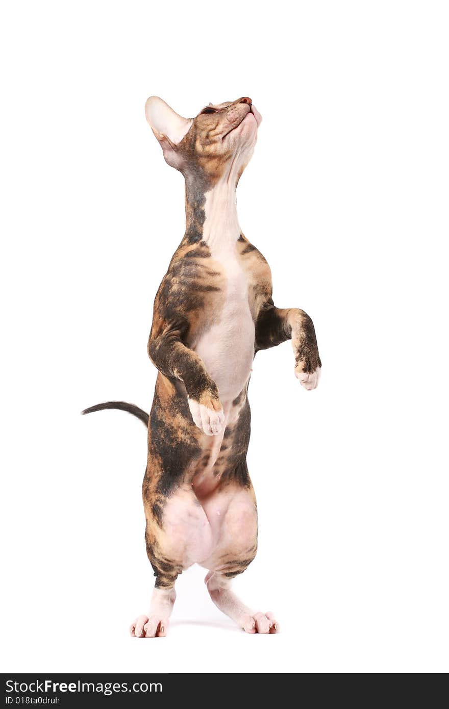 Playful sphinx cat isolated over white