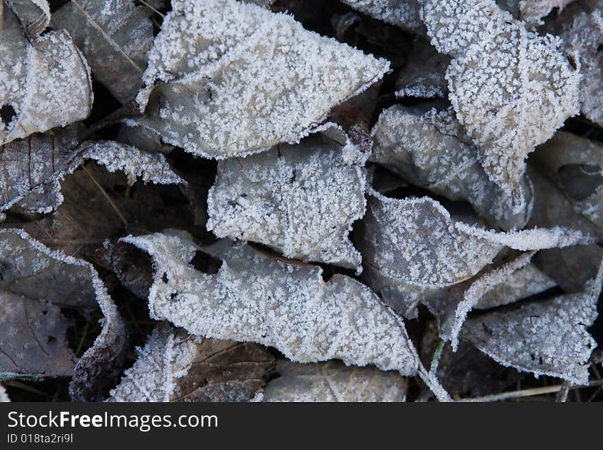 Old leaves covered with hoarfrost. Old leaves covered with hoarfrost