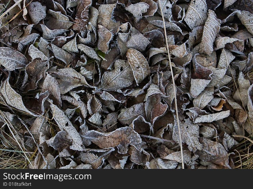 Frozen leaves