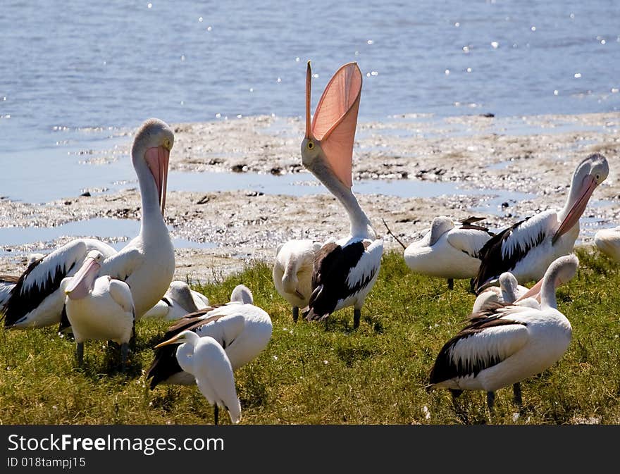 Group Of Pelicans