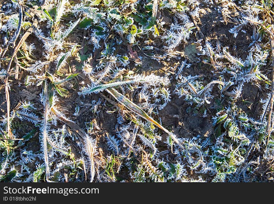 Green grass covered with hoarfrost. Green grass covered with hoarfrost