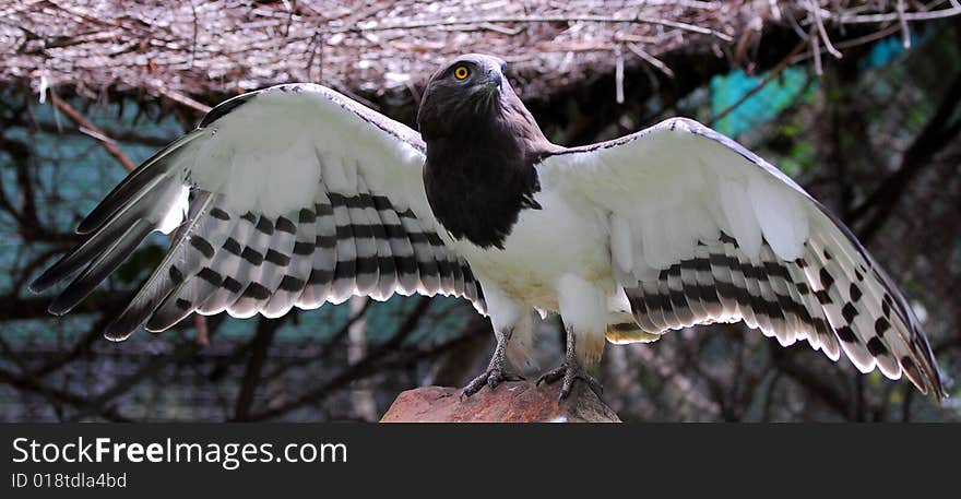 Intimidating eagle