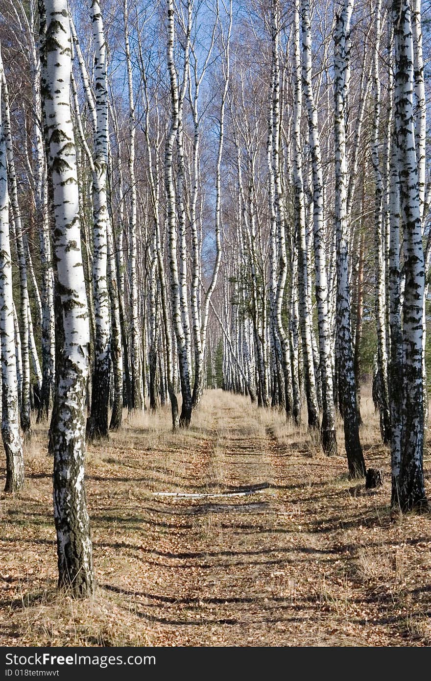 Birch path in autumn forest