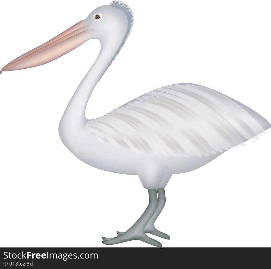 Pelican