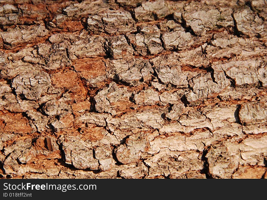 Tree bark in the sunlight. Tree bark in the sunlight