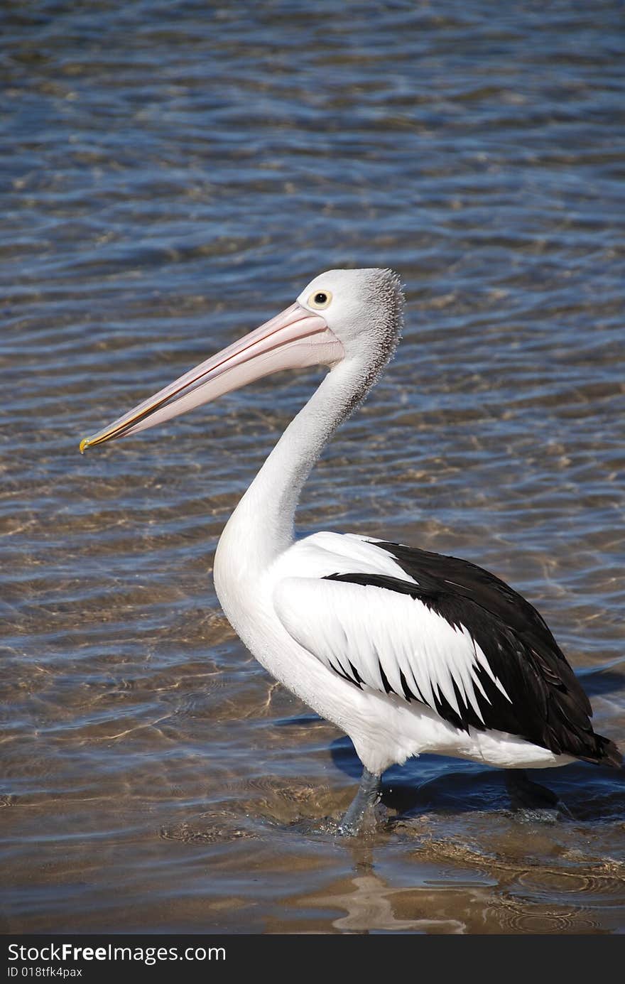 Pelican stands in shallow water on the Australian coast. Pelican stands in shallow water on the Australian coast
