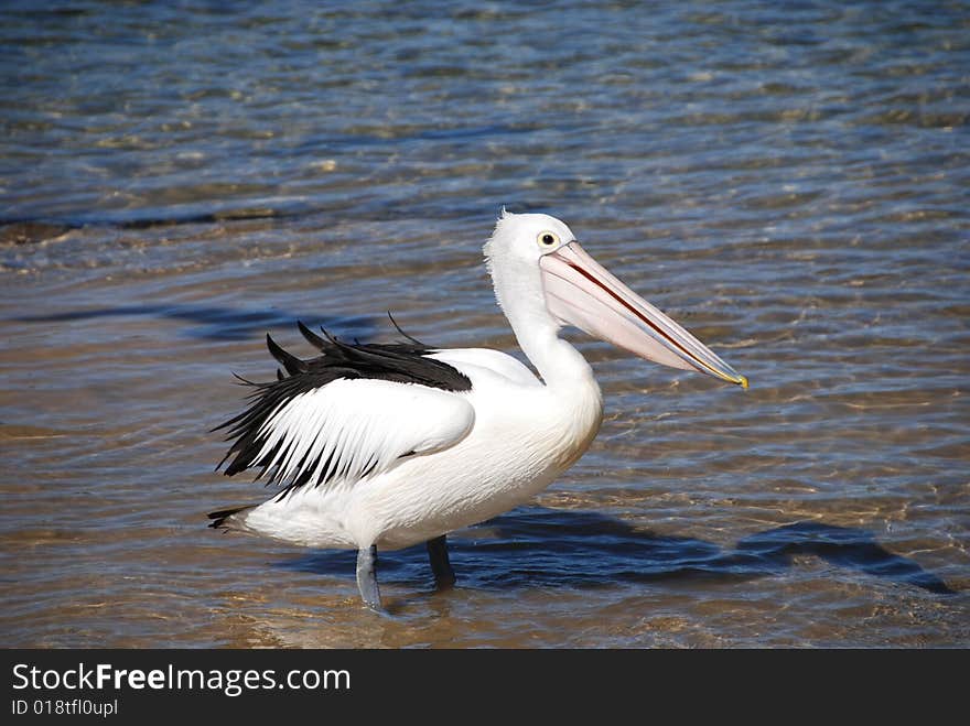 Pelican on Australian coast