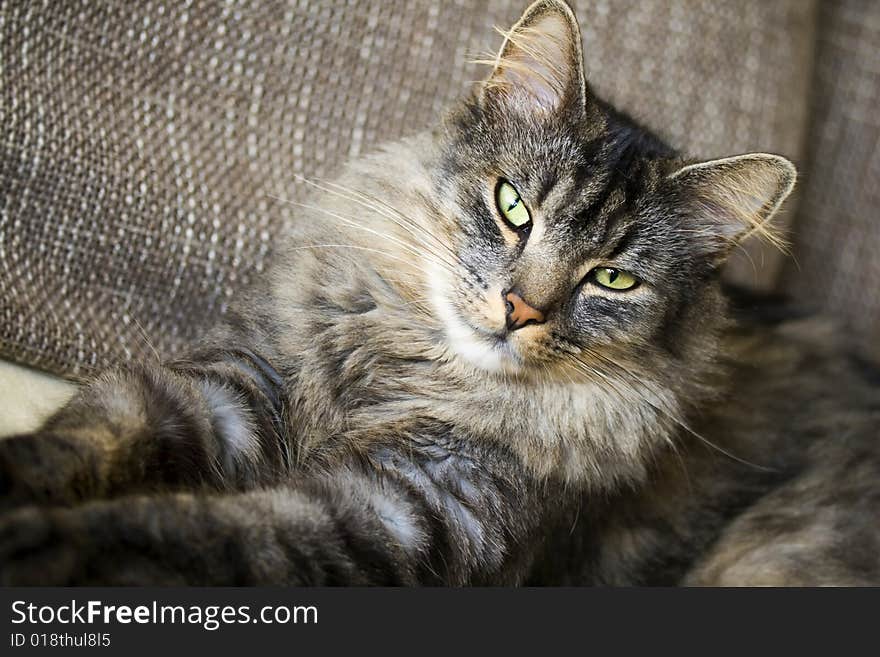 A household longhair cat portrait