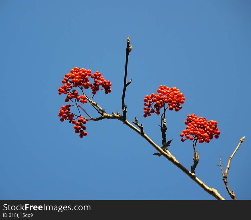 Red berries of rowanberry on background blue sky