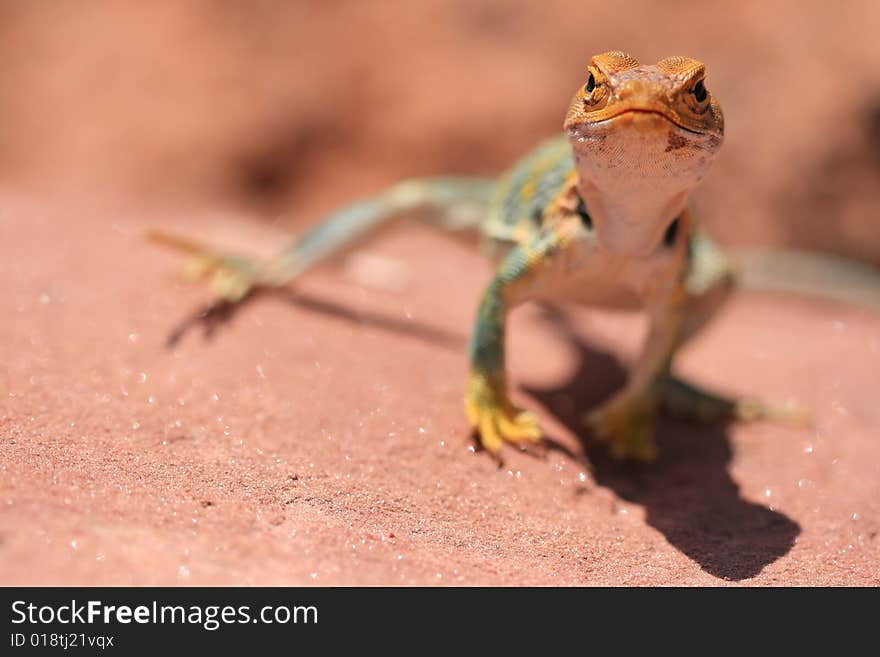 Alert and vigilant posture of Eastern Collared Lizard (yellow-headed subspecies), Crotaphytus collaris, Canyonlands, Utah, USA. Alert and vigilant posture of Eastern Collared Lizard (yellow-headed subspecies), Crotaphytus collaris, Canyonlands, Utah, USA