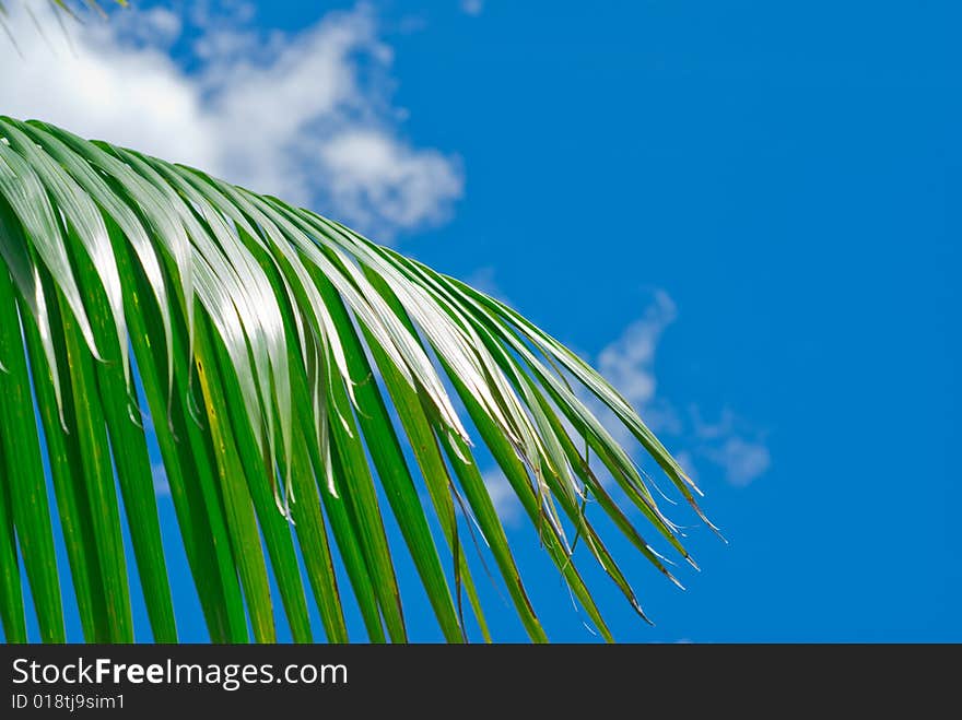 Palm On Blue Sky