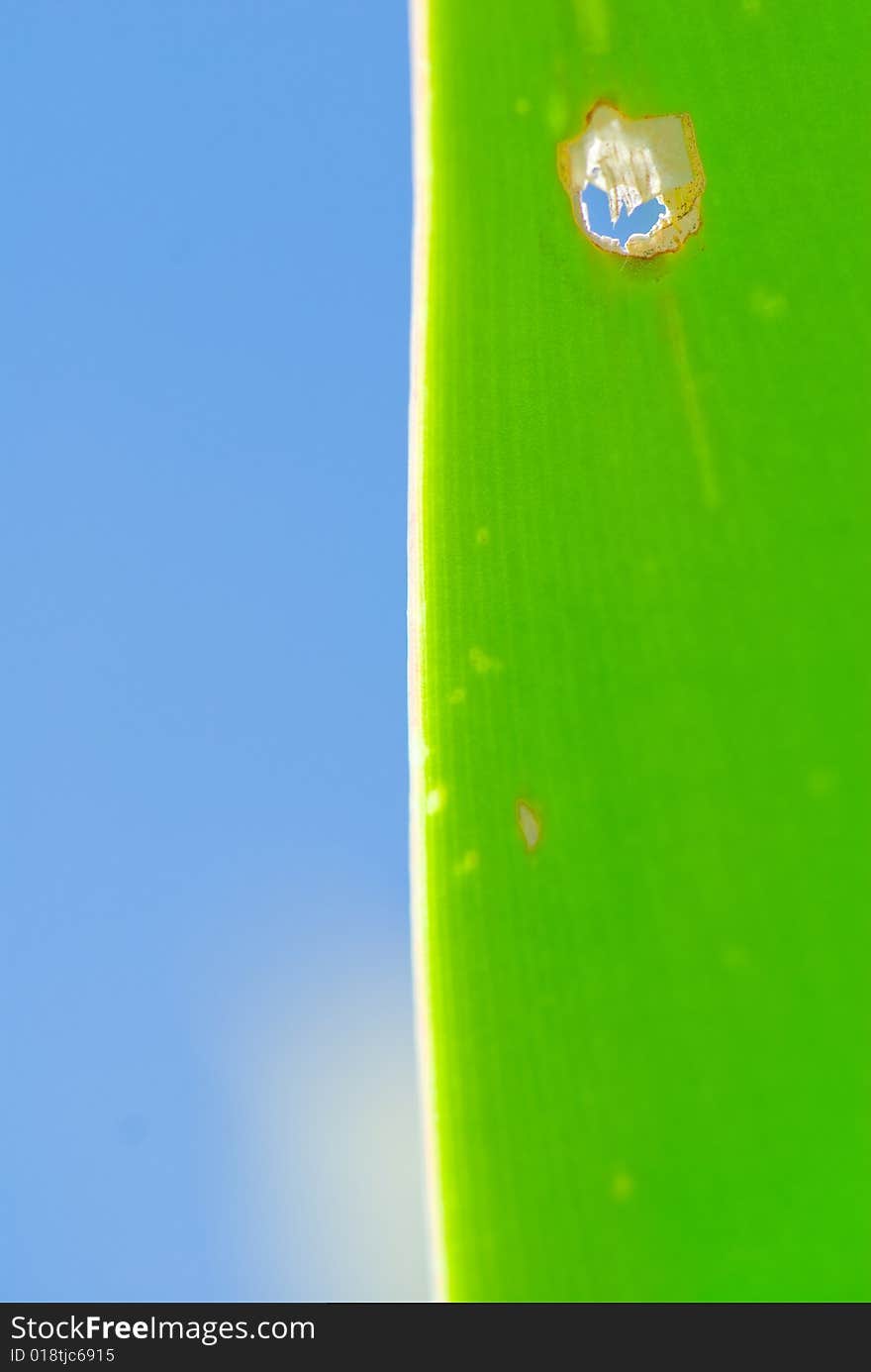 Fresh green leaf and blue sky (blank space for text)