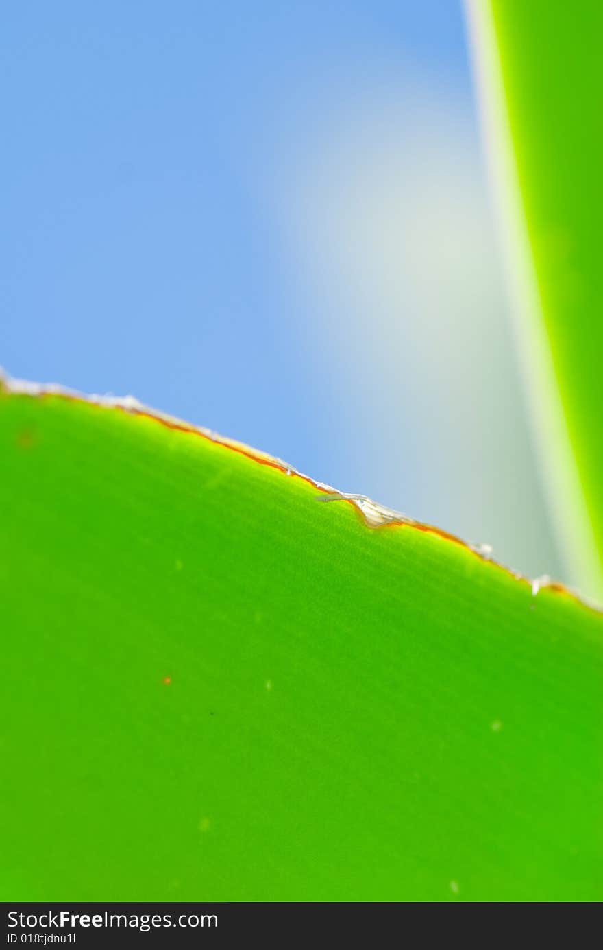 Fresh green leaf and blue sky (blank space for text)