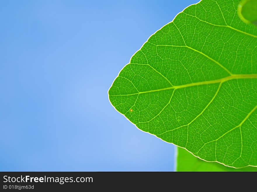 Fresh green leaf and blue sky (blank space for text)