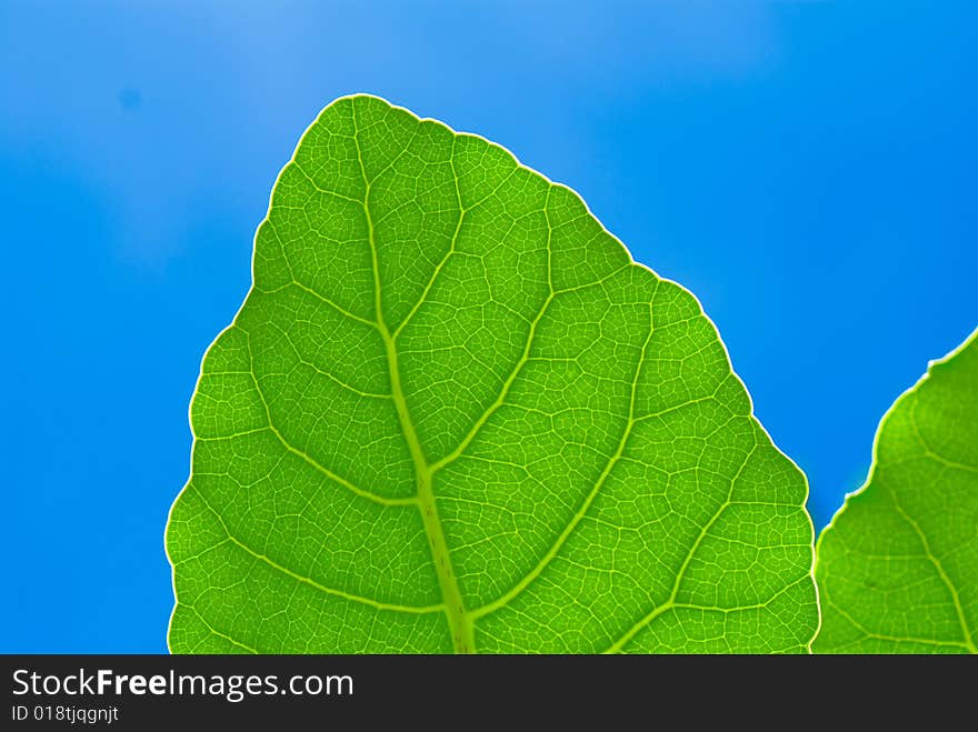 Fresh green leaf and blue sky (blank space for text)