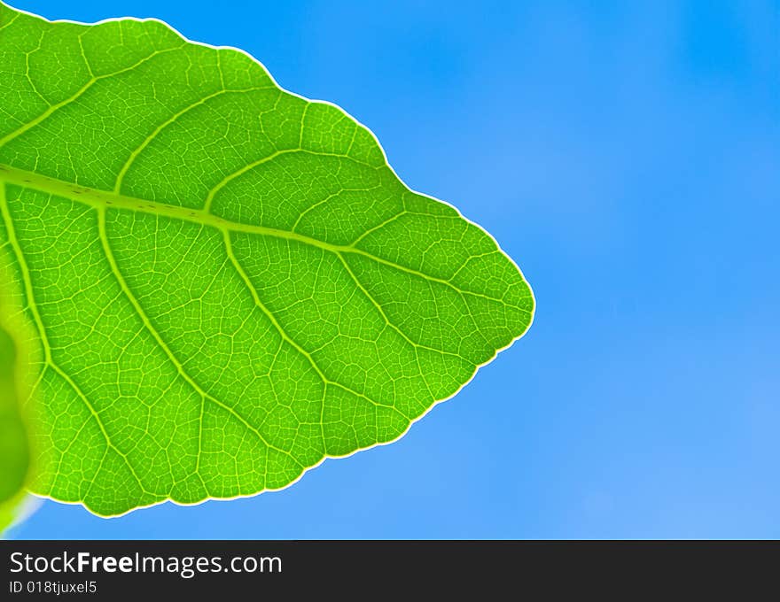 Fresh green leaf and blue sky (blank space for text)