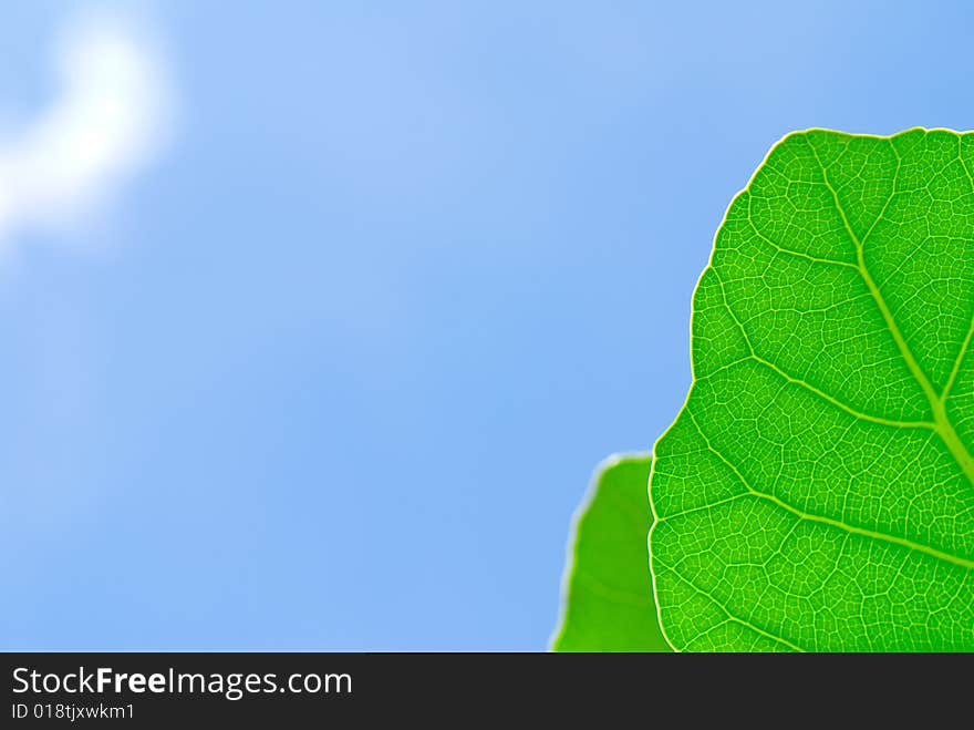 Fresh green leaf and blue sky (blank space for text)