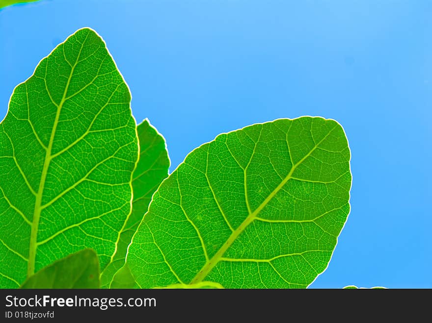 Fresh green leaf and blue sky (blank space for text)