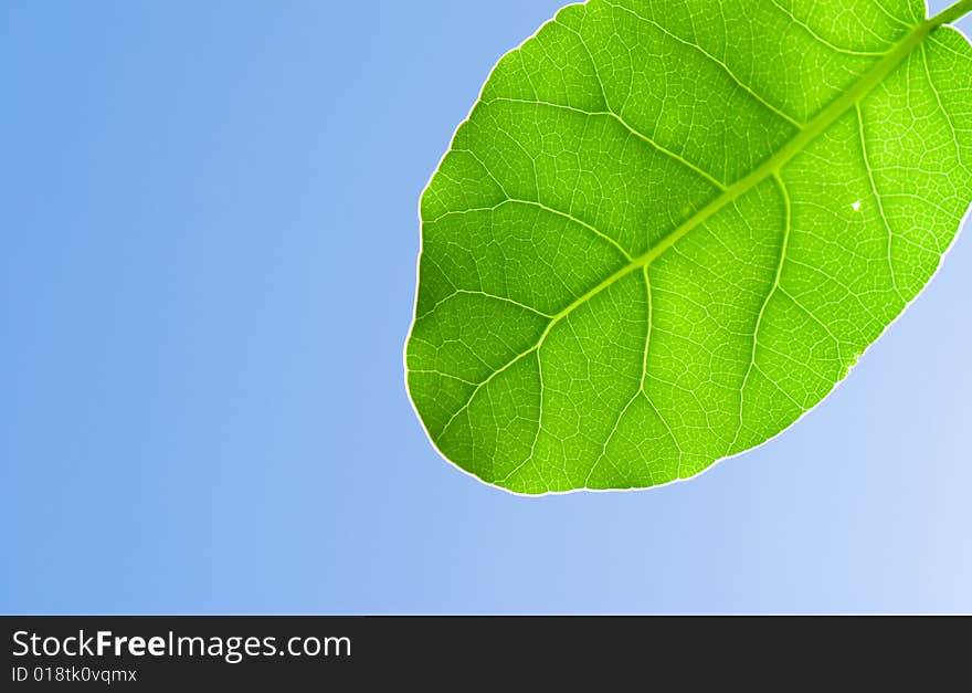 Fresh green leaf and blue sky (blank space for text)