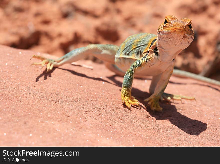 Alert and vigilant posture of Eastern Collared Lizard (yellow-headed subspecies), Crotaphytus collaris, Canyonlands, Utah, USA