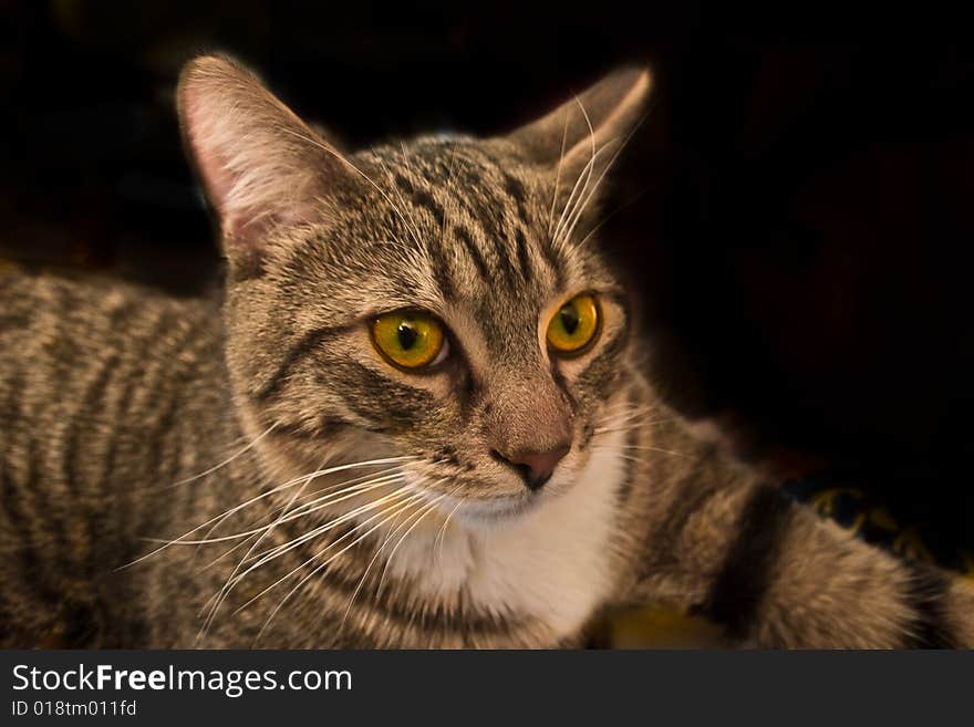 Cat's eyes glowing in the dark. halloween background