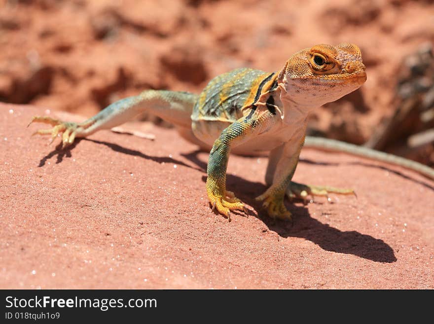 Alert and vigilant posture of Eastern Collared Lizard (yellow-headed subspecies), Crotaphytus collaris, Canyonlands, Utah, USA