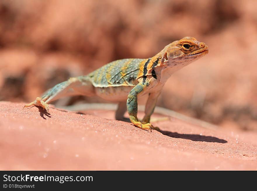 Alert and vigilant posture of Eastern Collared Lizard (yellow-headed subspecies), Crotaphytus collaris, Canyonlands, Utah, USA