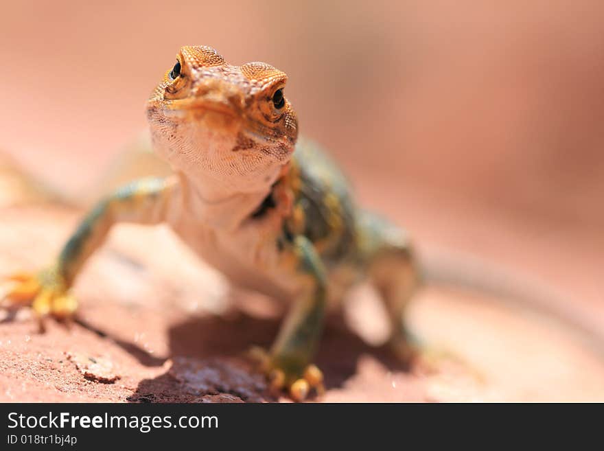 Alert and vigilant posture of Eastern Collared Lizard (yellow-headed subspecies), Crotaphytus collaris, Canyonlands, Utah, USA