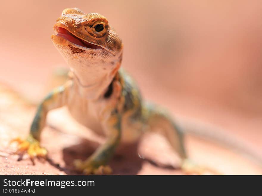 Alert and vigilant posture of Eastern Collared Lizard (yellow-headed subspecies), Crotaphytus collaris, Canyonlands, Utah, USA