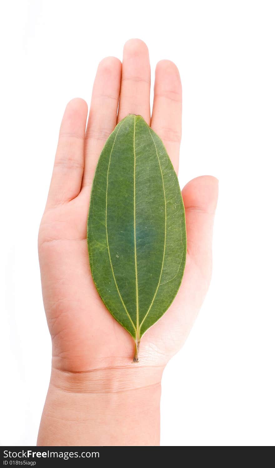 Holding leaf isolated