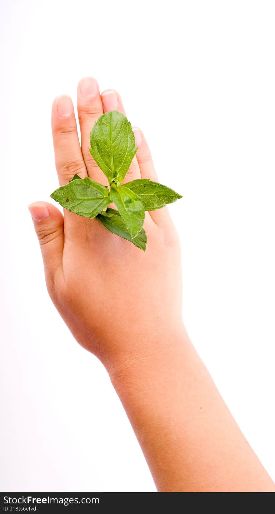 Holding Leaf Isolated