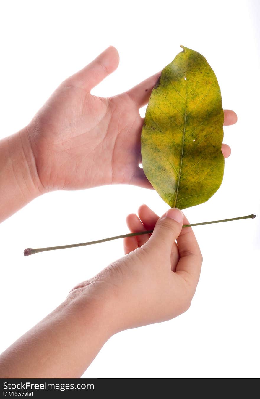 Slim female hand holding fallen leaf isolated on white. Slim female hand holding fallen leaf isolated on white