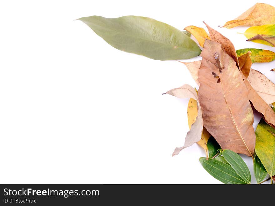 Autumn leaves on White